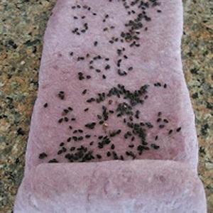 Cách làm bánh bao khoai lang tẩm mè