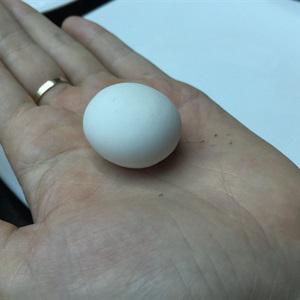 Cách làm bánh bột lọc nhân tôm thịt