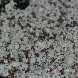 Cách làm bánh bột lọc tôm thịt nấm mèo