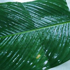 Cách làm bánh chưng gấc ngày Tết