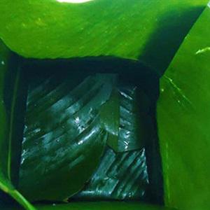 Cách làm bánh chưng gấc ngày Tết