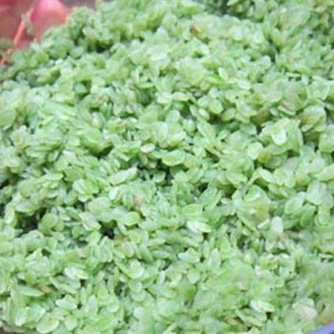 Cách làm bánh cốm dẹp dẻo thơm