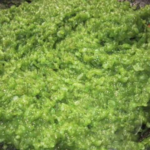 Cách làm bánh cốm dẹp dẻo thơm