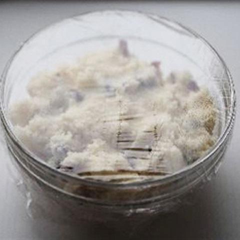 Cách làm bánh dừa nam việt quất