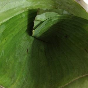 Cách làm bánh giò nóng