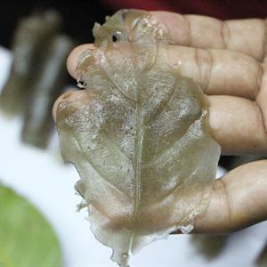 Cách làm bánh lá mít