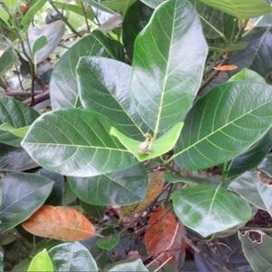 Cách làm bánh lá mơ