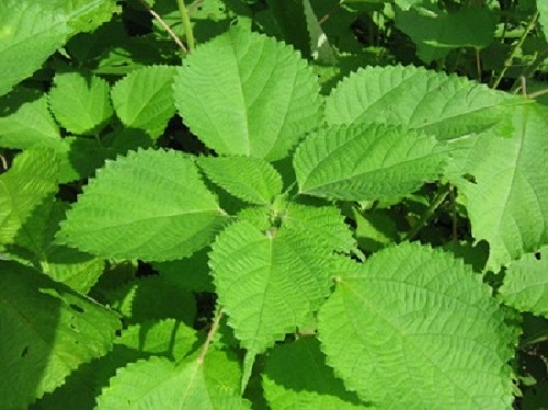 Bí quyết chiên mực giòn tan, không bị khô lại ngọt thịt