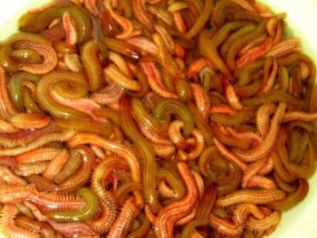 Bí quyết làm món chả rươi ngon tuyệt