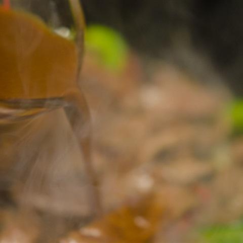 Cách làm bò xào ớt sốt tương đen