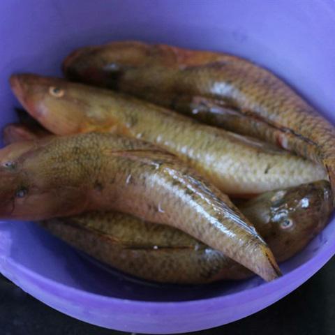 Cách làm cá bống cà ri