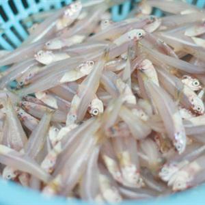 Cách làm cá cơm kho xoài xanh