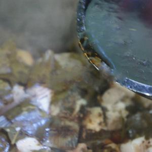 Cách làm cá kho thịt ba chỉ