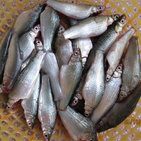 Cách làm cá linh kho tiêu