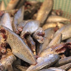 Cách làm cá nục kho nghệ