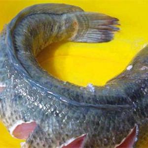 Cách làm cá nướng cuốn bánh tráng