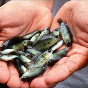 Cách làm cá rô bí chiên sốt me