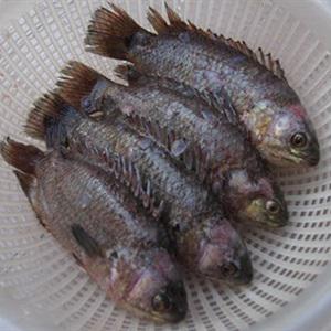 Cá rô đồng kho tộ