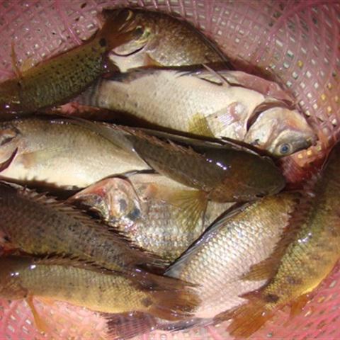 Cách làm cá rô kho mía