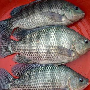 Cách làm cá rô phi nướng lá chuối