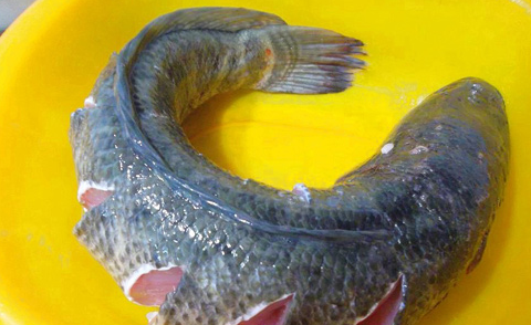 Cách kho cá lóc nước dừa