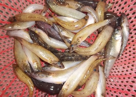 Cách làm cá bống kho tộ ngon ngày mưa