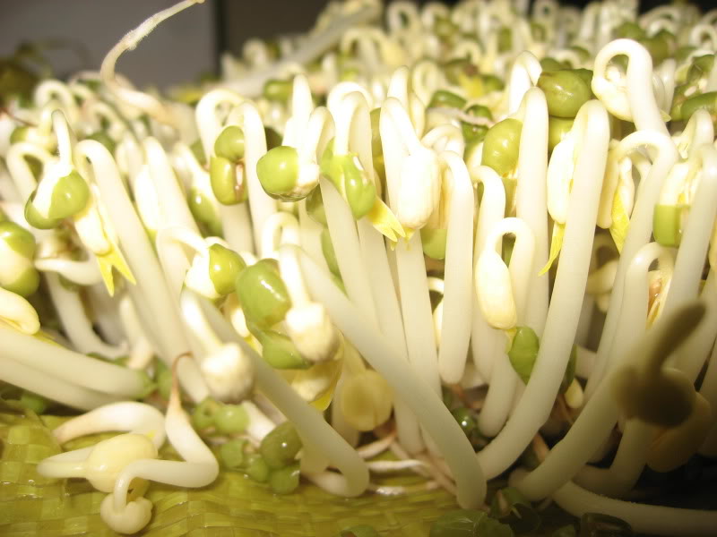 cách làm giá đỗ siêu mập và trắng không sợ thuốc tăng trưởng