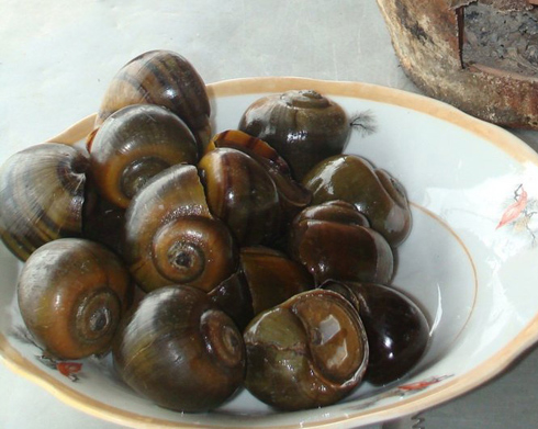 Cách làm món ốc xào măng giàu dinh dưỡng