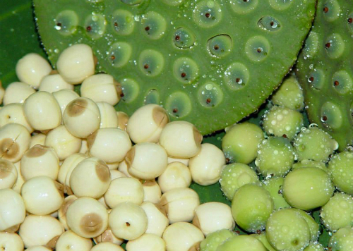 Cách làm sinh tố hạt sen