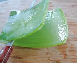 Cách làm sữa chua nha đam mát dịu mùa hè