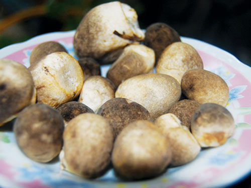 Cách làm sườn non nấu nấm