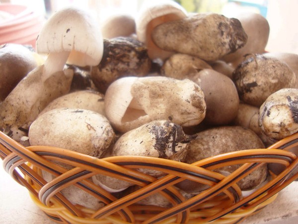 Cách nấu bánh canh nấm