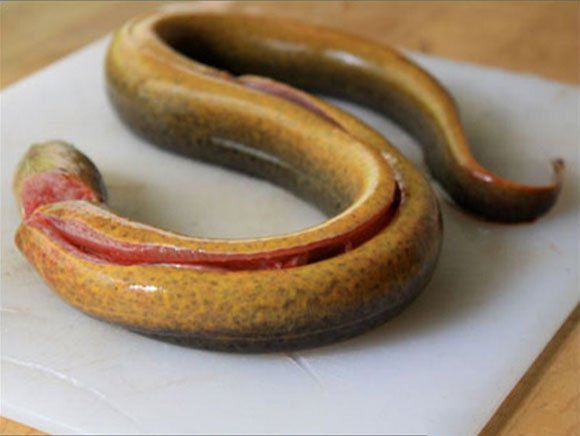 Cách nấu lẩu lươn ngon