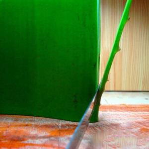 Cách sơ chế nha đam