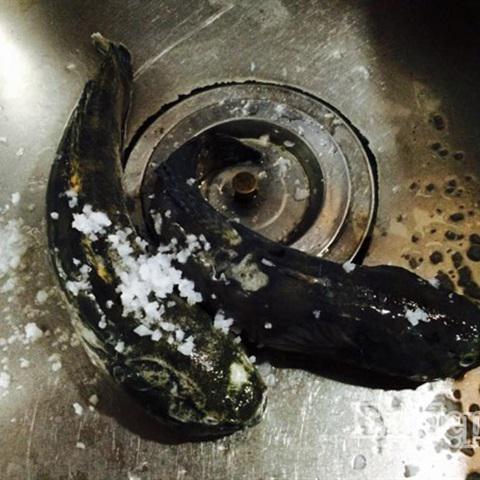 Cách làm canh cá bớp nấu lá lốt