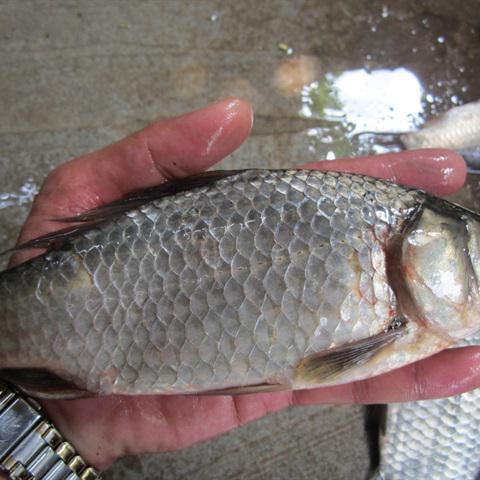 Cách làm canh cá diếc rau răm