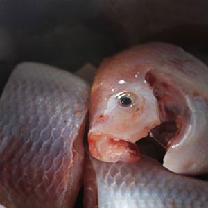 Cách làm canh cá diêu hồng