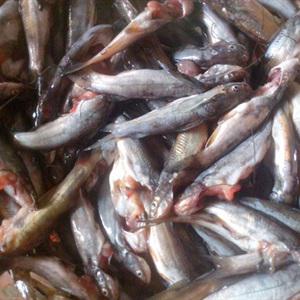 Cách làm canh cá ngạnh sông nấu khế