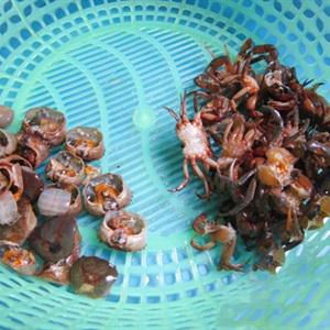 Cách làm canh cua mồng tơi