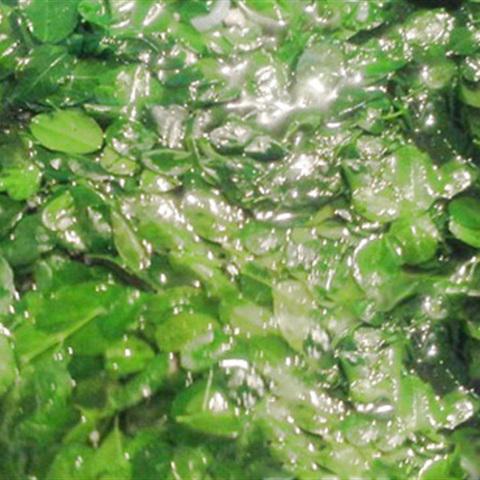 Cách làm canh cua rau ngót