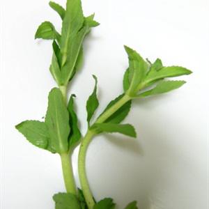 Cách làm canh dưa thịt bò