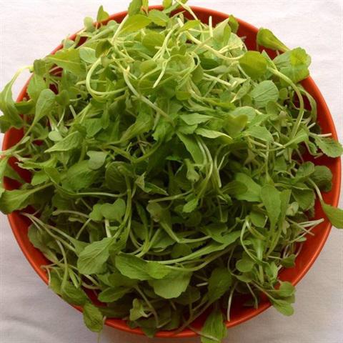 Cách làm canh nghêu nấu rau cải mầm