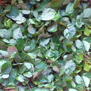 Cách làm canh rau chùm ngây nấu thịt băm