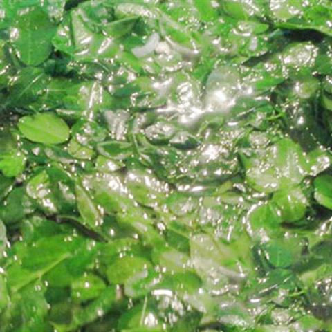 Cách làm canh rau chùm ngây nấu thịt băm