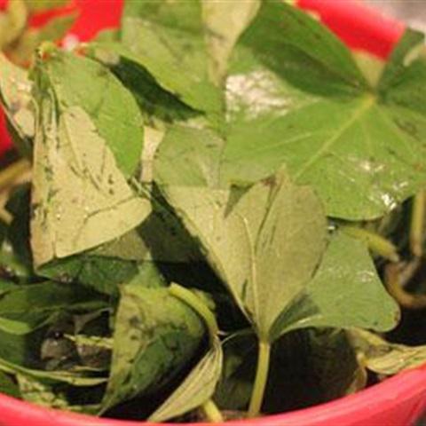 Cách làm canh rau lang nấu tôm