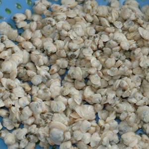 Cách làm canh thịt hến nấu cà chua