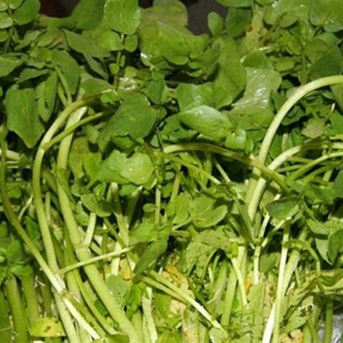 Cách làm canh xà lách xoong nấu thịt xay