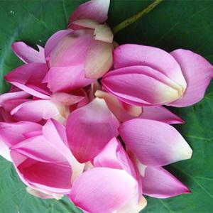 Cách làm chả cốm lá sen