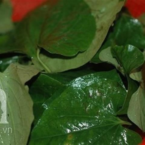 Cách làm chả lá lốt cuốn thịt