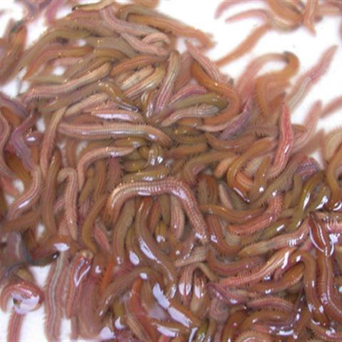 Cách làm chả rươi chiên